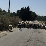 Sharing the toad with the sheep | Photo taken by ingrid B