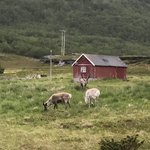 Reindeer | Photo taken by florence P