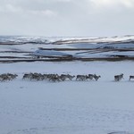 A herd of 50-60 reindeer ran past our car! | Photo taken by Jodi Lynn G