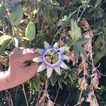 Photo taken by Lori H