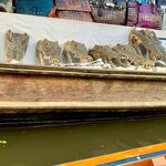 Photo taken by Shannon H