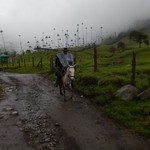 Cocora Valley, home of the Wax Palms | Photo taken by Bonnie S