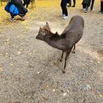 Photo taken by Zulhelmi R