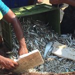 Sorting the catch. | Photo taken by Sylvanna C