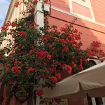 Gorgeous bush at Tiryns | Photo taken by Vickie B