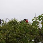 Frigates | Photo taken by Sheila R