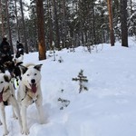 Dog sledding | Photo taken by Cyndi P