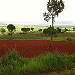 Rich, red soil | Photo taken by Rodney S