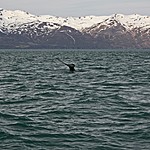 Humpback | Photo taken by Kim C