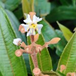 Photo taken by Mordechay T