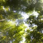 Bamboo Forest | Photo taken by peter e