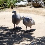 Photo taken by Linnaea M