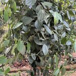 Photo taken by Ben B