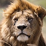 Male lions are actually very lazy | Photo taken by Jonathan G