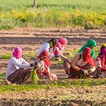 Women in the Field" By tradition, not religion, married Hindu, Sikh, and Jain women typically wear a translucent veil to cover their face. | Photo taken by Jean M