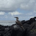 Photo taken by Narasimhachar P