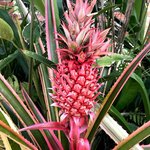 Pink pineapple | Photo taken by Sophie E