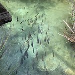There’s fish here too | Photo taken by Stephen G