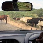 Cattle wander on the road in the Hindu north. | Photo taken by Sylvanna C