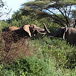 African elephants saying hi | Photo taken by Jonathan G