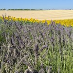 Photo taken by Lyon K