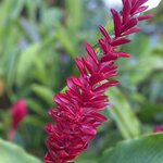 Photo taken by Roveen B