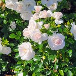 Photo taken by Tamara N