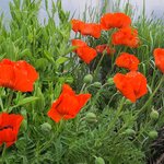 Photo taken by Bao T