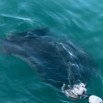 Photo taken by Kolla S