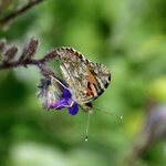 Photo taken by Indra S