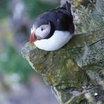 Puffin viewing at Látrabjarg | Photo taken by Richard J