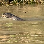 Photo taken by Sathees R