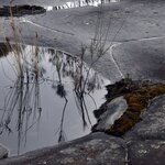 Photo taken by Linnaea M