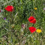 Photo taken by Tom K