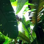 Banana leaves | Photo taken by Sophie E