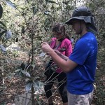 Picking coffee beans on an organic farm | Photo taken by Janice H