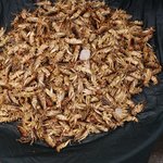 Photo taken by Peter J