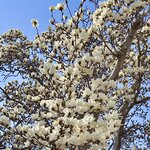 Photo taken by Laura W