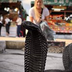 Me and snake | Photo taken by Margi S