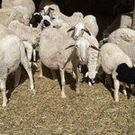 Photo taken by Rajgopal I