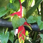 Barahi Jungle Lodge  | Photo taken by Gerald S