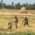 Harvesting rice by hand. | Photo taken by Sylvanna C