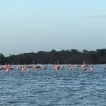 Colony of flamingos! | Photo taken by Kendal J