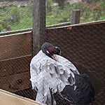 Karma, black necked crane | Photo taken by carole c