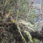 Monkey watching us trek. | Photo taken by Wayne P