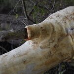 Photo taken by Linnaea M