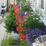Walking in Bergen | Photo taken by Roberta R