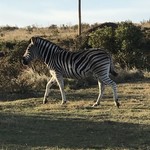 Gondwana Game Reserve | Photo taken by Missy C