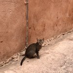 Exploring the red city | Photo taken by Alta P