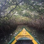 La Boquilla mangrove tour | Photo taken by Ella W